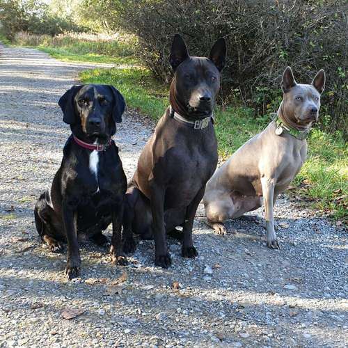 Hundeauslaufgebiet-Hundeschule Hackstuhl -Bild