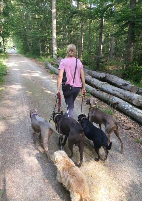 Hundeauslaufgebiet-Hundeschule Hackstuhl -Bild