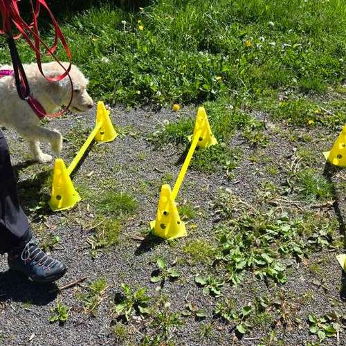 Hundeauslaufgebiet-Hundeschule Hackstuhl -Bild