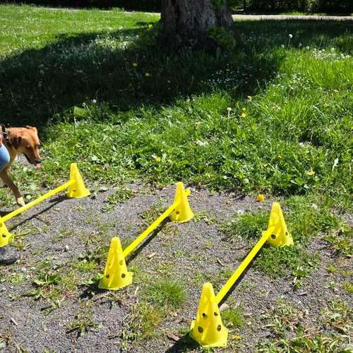 Hundeauslaufgebiet-Hundeschule Hackstuhl -Bild
