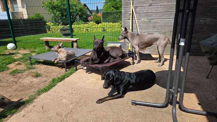 Hundeauslaufgebiet-Hundeschule Hackstuhl -Bild