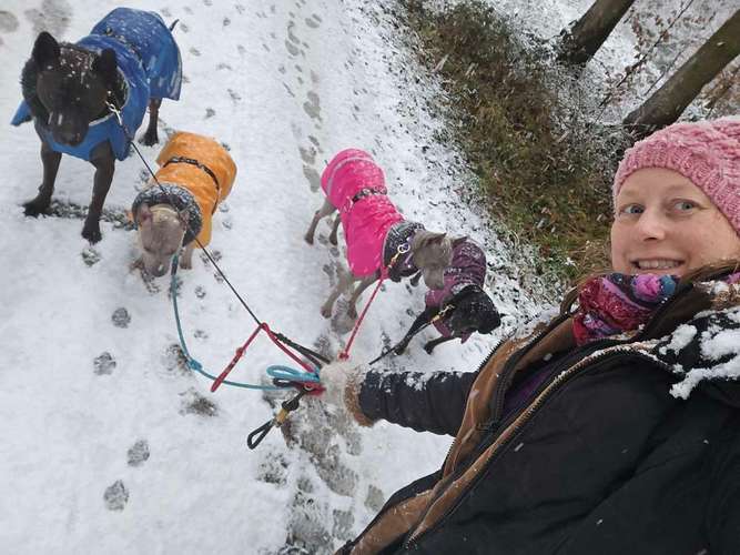 Hundeauslaufgebiet-Hundeschule Hackstuhl -Bild