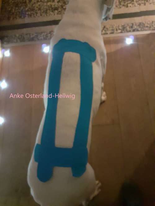 Hundeauslaufgebiet-Mobile Tierphysio Anke Osterland-Bild