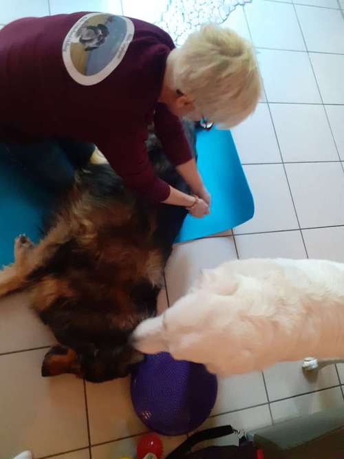 Hundeauslaufgebiet-Mobile Tierphysio Anke Osterland-Bild