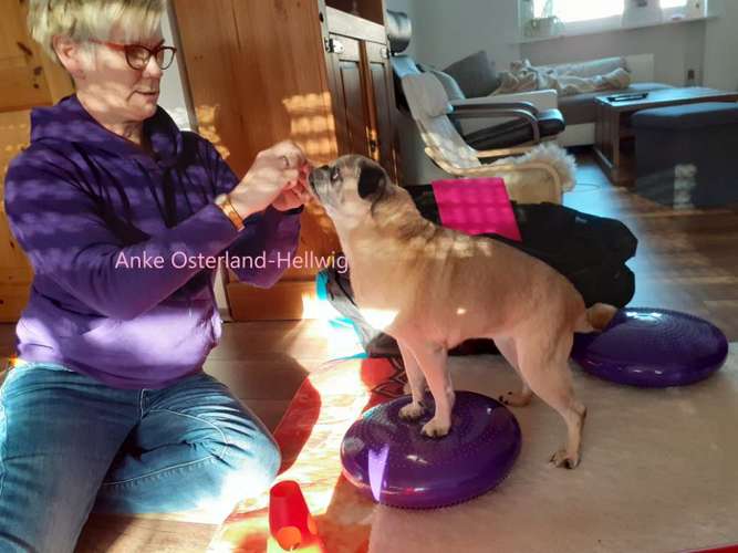 Hundeauslaufgebiet-Mobile Tierphysio Anke Osterland-Bild