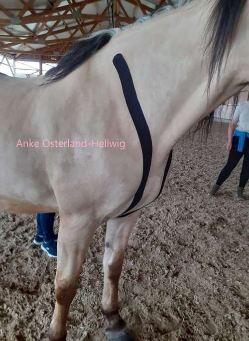 Hundeauslaufgebiet-Mobile Tierphysio Anke Osterland-Bild