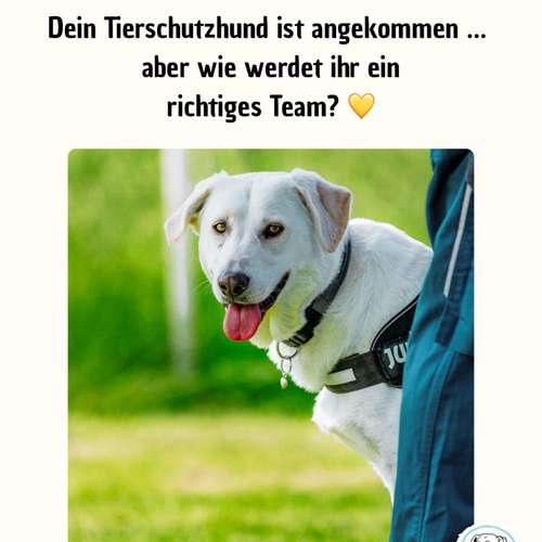 Hundeauslaufgebiet-Hundeschule Völkersweiler-Bild