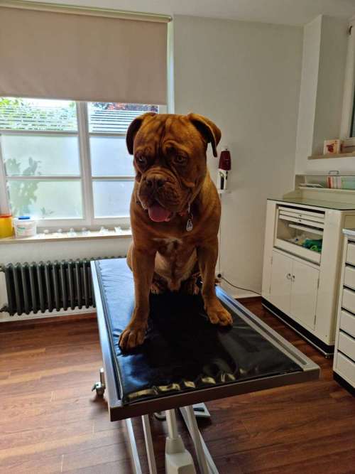 Hundeauslaufgebiet-Tierarztpraxis Troyke-Bild