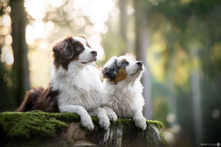 Hundeauslaufgebiet-SNüFFEN PFOTOGRAFIE I Philipp Hinze-Bild