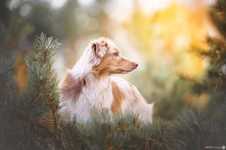 Hundeauslaufgebiet-SNüFFEN PFOTOGRAFIE I Philipp Hinze-Bild