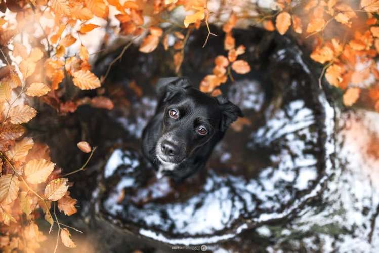 Hundeauslaufgebiet-SNüFFEN PFOTOGRAFIE I Philipp Hinze-Bild