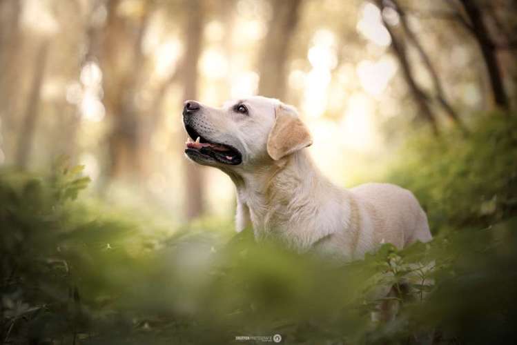 Hundeauslaufgebiet-SNüFFEN PFOTOGRAFIE I Philipp Hinze-Bild