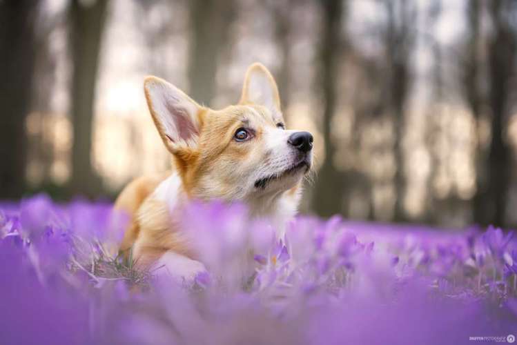 Hundeauslaufgebiet-SNüFFEN PFOTOGRAFIE I Philipp Hinze-Bild