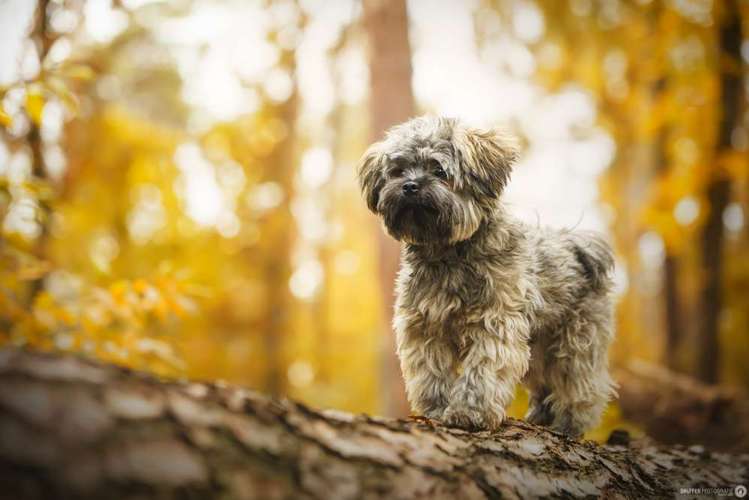 Hundeauslaufgebiet-SNüFFEN PFOTOGRAFIE I Philipp Hinze-Bild