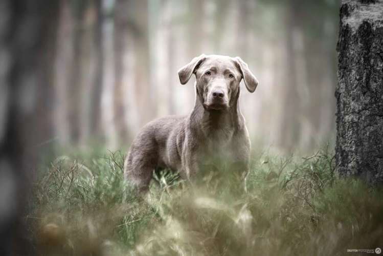 Hundeauslaufgebiet-SNüFFEN PFOTOGRAFIE I Philipp Hinze-Bild