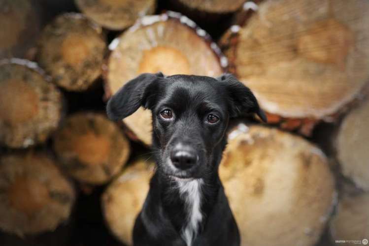 Hundeauslaufgebiet-SNüFFEN PFOTOGRAFIE I Philipp Hinze-Bild