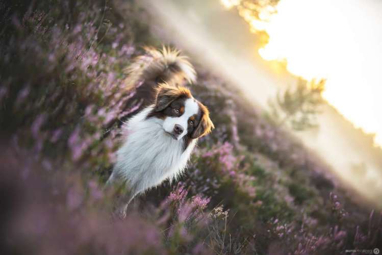Hundeauslaufgebiet-SNüFFEN PFOTOGRAFIE I Philipp Hinze-Bild