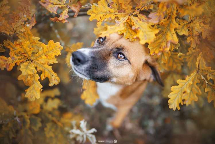 Hundeauslaufgebiet-SNüFFEN PFOTOGRAFIE I Philipp Hinze-Bild
