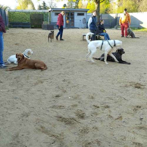 Hundeauslaufgebiet-Königsköter-Bild