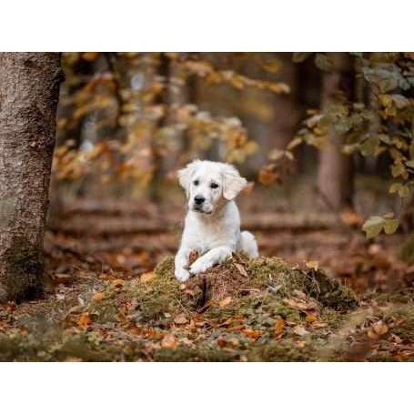 Hundeauslaufgebiet-Vertrauenshunde-Bild