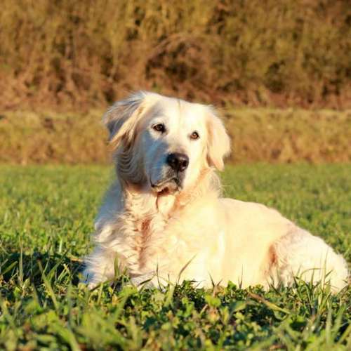 Hundeauslaufgebiet-Vertrauenshunde-Bild