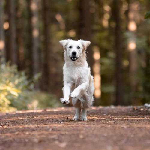 Hundeauslaufgebiet-Vertrauenshunde-Bild