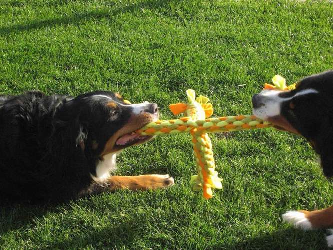 Hundeauslaufgebiet-Dogs Comfort (Julia Jochen)-Bild