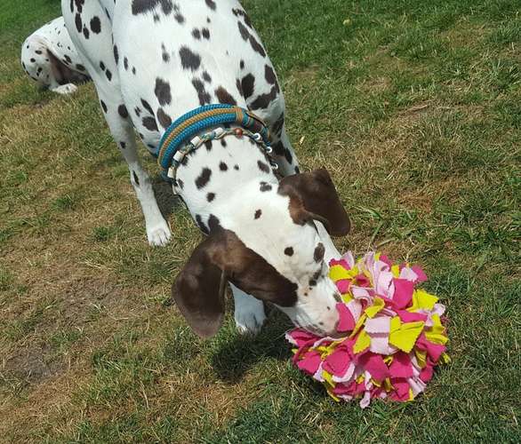 Hundeauslaufgebiet-Dogs Comfort (Julia Jochen)-Bild