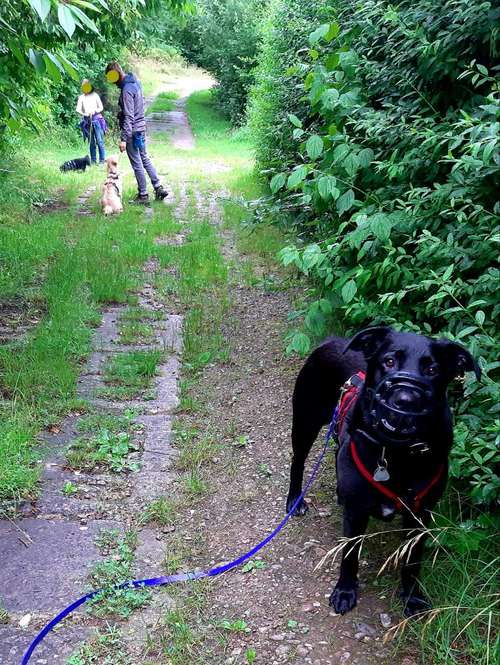 Hundeauslaufgebiet-CANIkaiWAY Hundeservice - Mensch & Hund Coaching & Dogwalking Erfurt-Bild