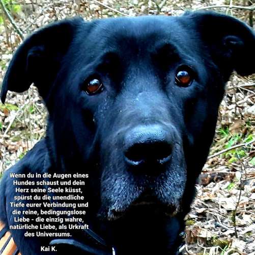 Hundeauslaufgebiet-CANIkaiWAY Hundeservice - Mensch & Hund Coaching & Dogwalking Erfurt-Bild