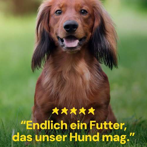 Hundeauslaufgebiet-Lucky Heaven Ranch-Bild
