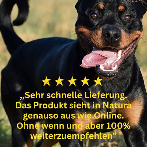 Hundeauslaufgebiet-Lucky Heaven Ranch-Bild