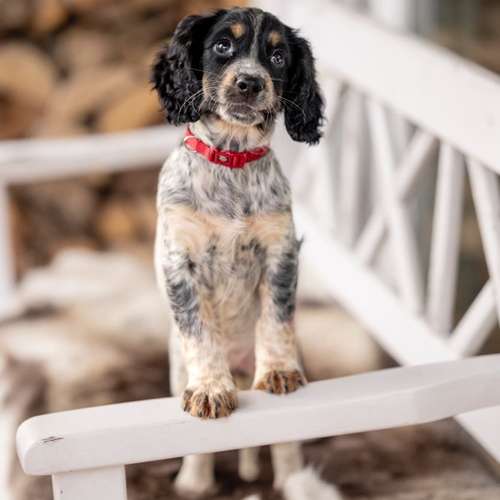 Hundeauslaufgebiet-Svenja Münzer Fotografie-Bild