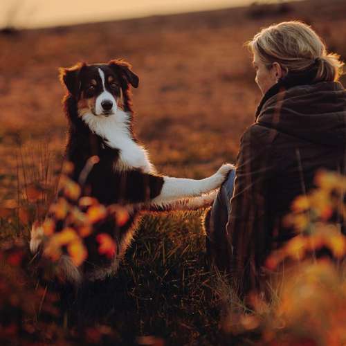 Hundeauslaufgebiet-Svenja Münzer Fotografie-Bild