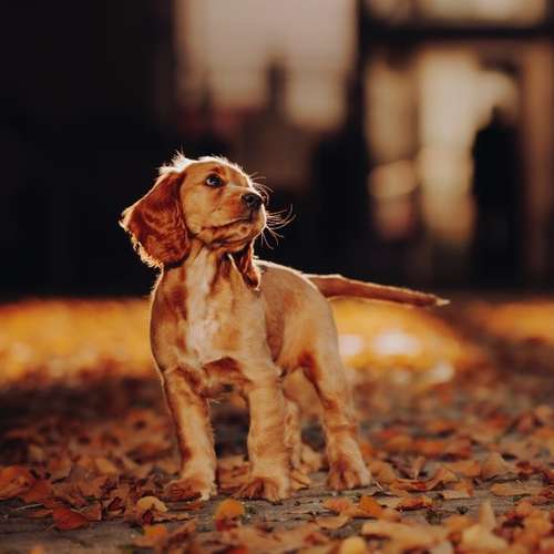 Hundeauslaufgebiet-Svenja Münzer Fotografie-Bild
