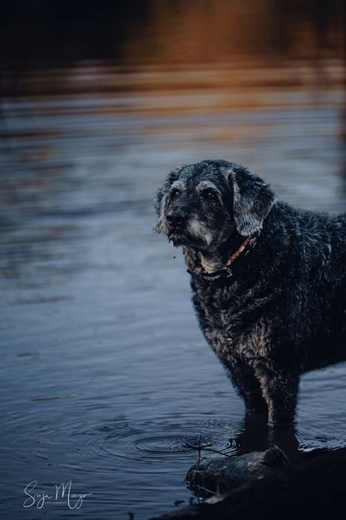 Hundeauslaufgebiet-Svenja Münzer Fotografie-Bild