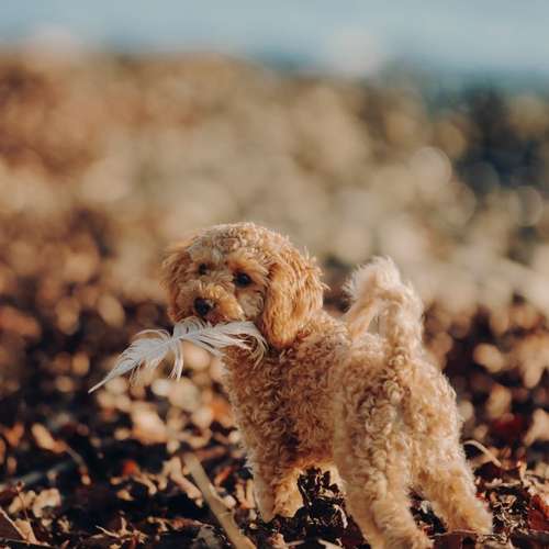 Hundeauslaufgebiet-Svenja Münzer Fotografie-Bild