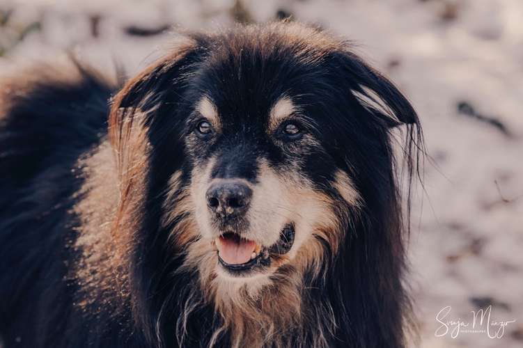 Hundeauslaufgebiet-Svenja Münzer Fotografie-Bild