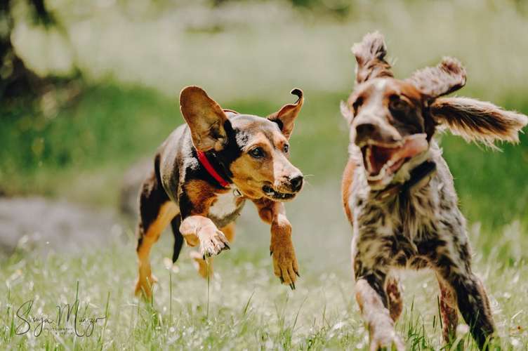 Hundeauslaufgebiet-Svenja Münzer Fotografie-Bild