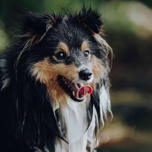 Hundeauslaufgebiet-Svenja Münzer Fotografie-Bild