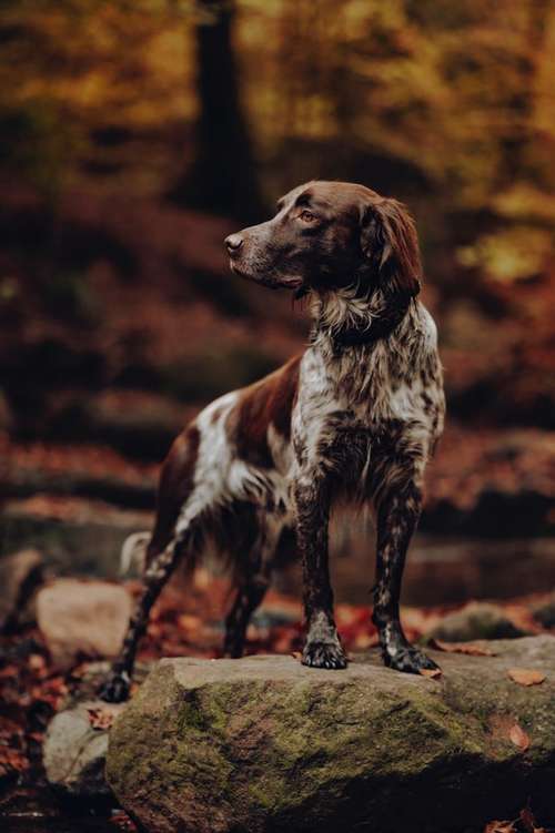 Hundeauslaufgebiet-Svenja Münzer Fotografie-Bild