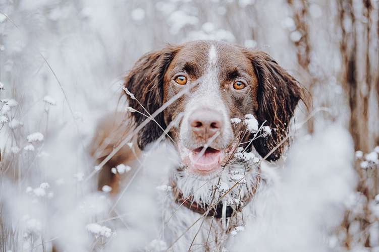 Hundeauslaufgebiet-Svenja Münzer Fotografie-Bild