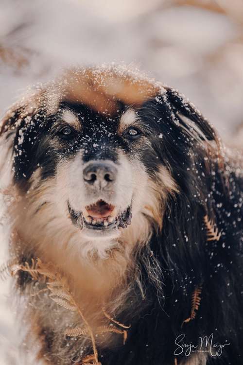 Hundeauslaufgebiet-Svenja Münzer Fotografie-Bild