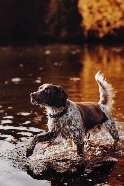 Hundeauslaufgebiet-Svenja Münzer Fotografie-Bild