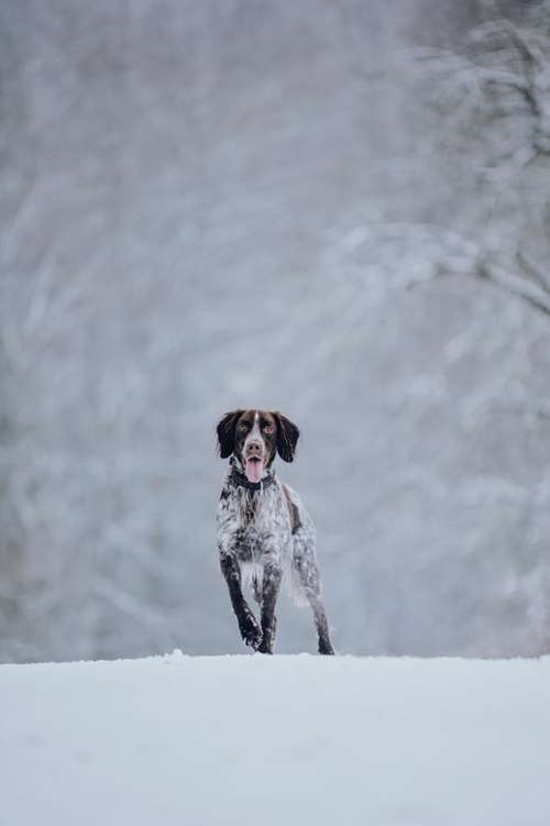 Hundeauslaufgebiet-Svenja Münzer Fotografie-Bild