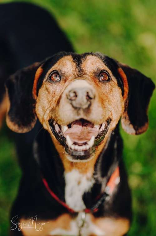 Hundeauslaufgebiet-Svenja Münzer Fotografie-Bild