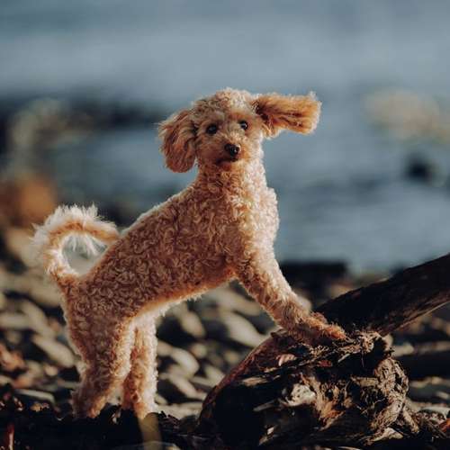 Hundeauslaufgebiet-Svenja Münzer Fotografie-Bild