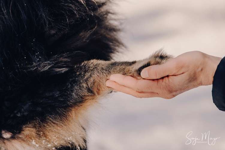 Hundeauslaufgebiet-Svenja Münzer Fotografie-Bild