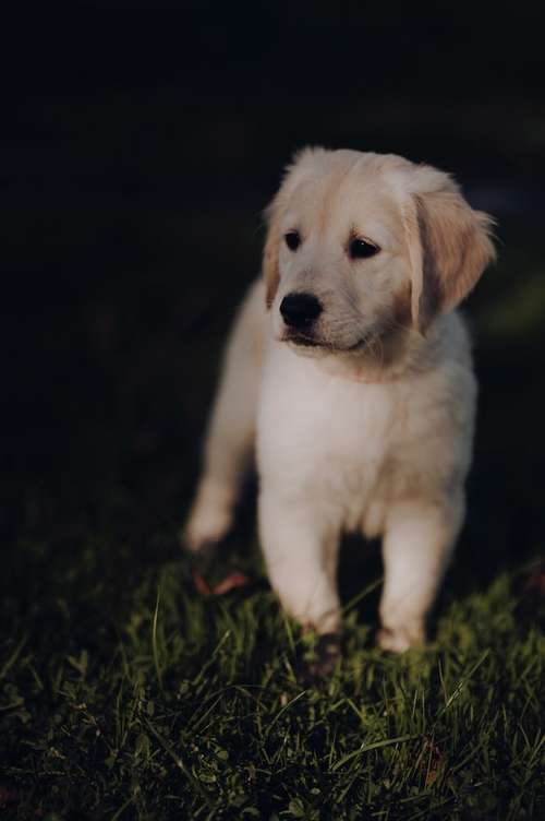 Hundeauslaufgebiet-Svenja Münzer Fotografie-Bild