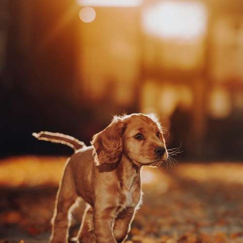 Hundeauslaufgebiet-Svenja Münzer Fotografie-Bild